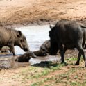 BWA NW Chobe 2016DEC04 NP 141 : 2016, 2016 - African Adventures, Africa, Botswana, Chobe National Park, Date, December, Month, Northwest, Places, Southern, Trips, Year